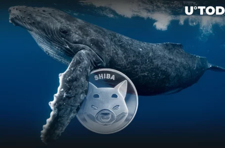 Whales Grab 1.6 Trillion SHIB, Here’s What Made Them Do It