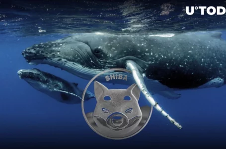 Shiba Inu Whale Spends $2 Million on SHIB, Taking Advantage of 8% Drop