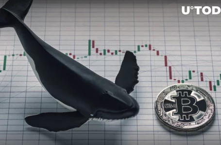 Bitcoin Whales’ Smart Tactics Revealed, Here’s How They Act Right Now