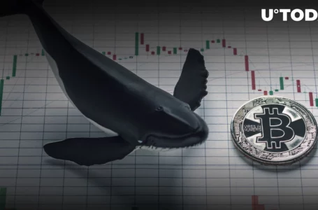 This Bitcoin Whale Knows When to Buy, Holds BTC at $11,200