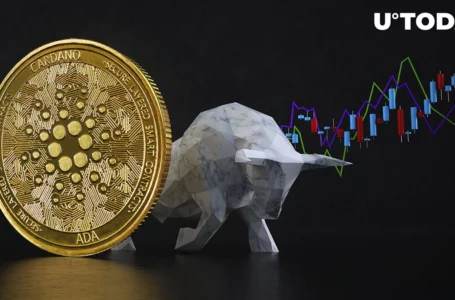 Cardano Is in Midst of Network Activity Bullrun and Daily Transactions, Here’s Why