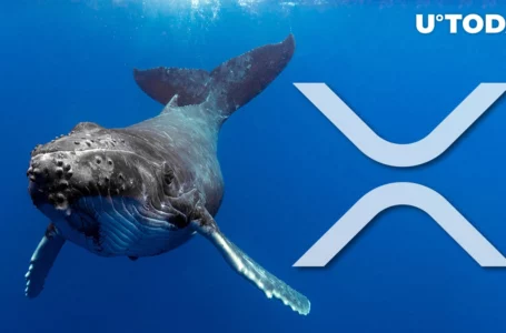 Massive XRP Whales Shift 313 Million XRP in One Fell Swoop: Details