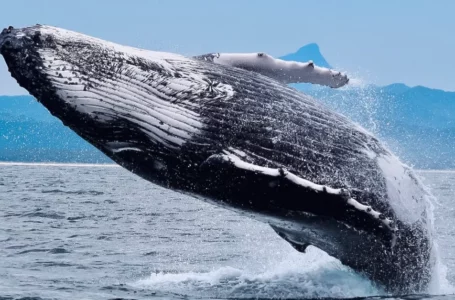 Whales Go Long On Bitcoin, Crypto Market Predicted To Surge 2x Next Year