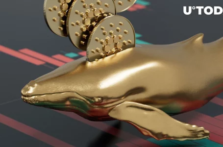 Cardano: Whales Accumulate as Community Awaits Huge News