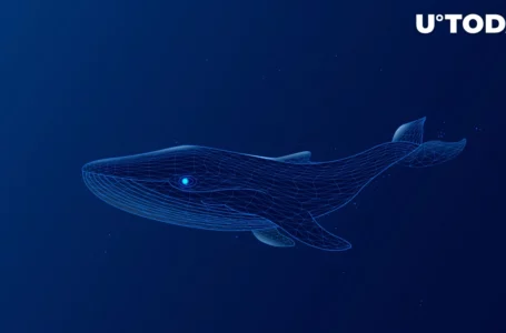 Massive Crypto Whales Are Back in Business, Analyst Expects Major Movements