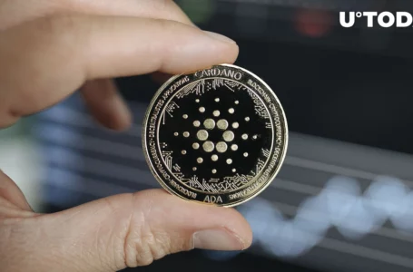 These Investors Buying Up Cardano (ADA) En Masse, What Is Their Plan?