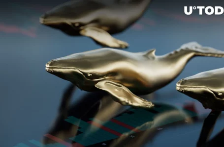 Here’s One Coin That Whales Loves Most, And It Will Surprise You