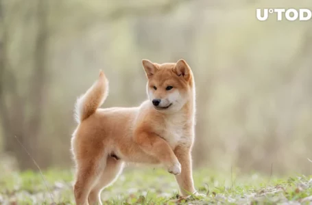 Lead Shiba Inu (SHIB) Developer Urges Community to Keep Popcorn Ready