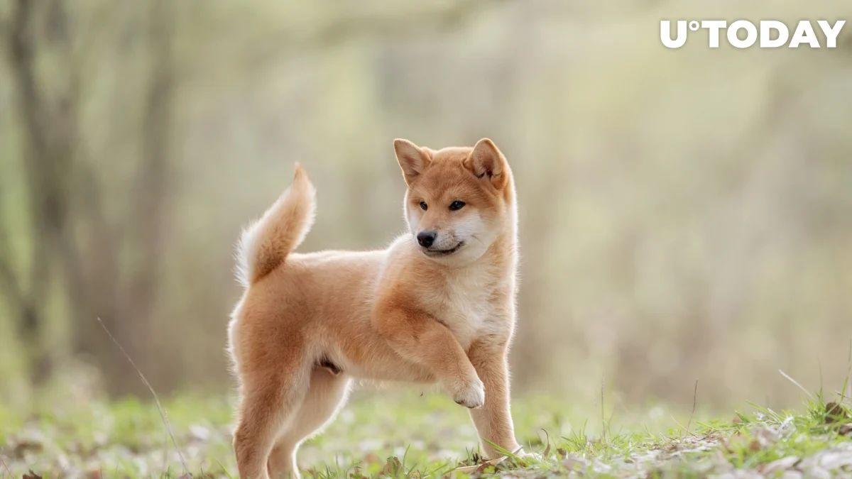 Shiba Inu