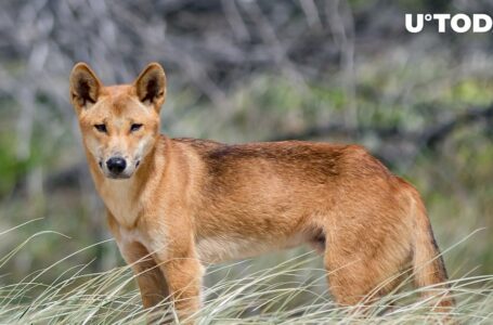 Dogecoin (DOGE) Offshoot Flagged as Scam by IT Security Company