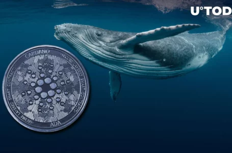 Cardano (ADA) Whales Waking up, On-chain Data Signals Trend