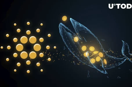 Cardano Whales Make Radical Move, Adding 150 Million ADA as Price Keeps Rising