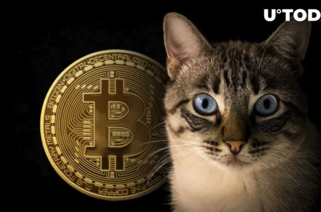 $1 Million Bitcoin Bet Winner to Fund Cat House