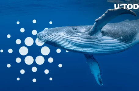 Cardano Saw 100 Billion ADA Spike of Whale Transactions: Reasons