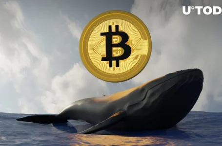 Staggering $1.14 Billion in Bitcoin Suddenly Moved by BTC Whales