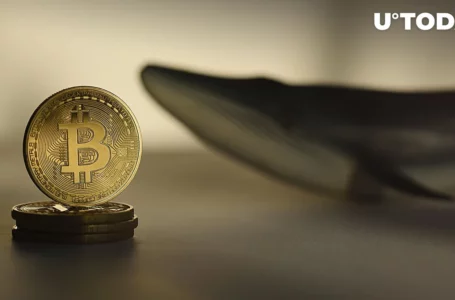 Bitcoin Whales Continue to Accumulate Amid Market Distribution