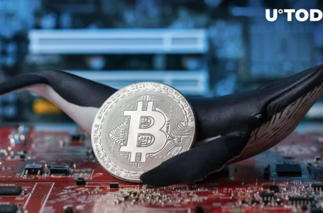 71,000 BTC Bought by Bitcoin Whales in Latest Accumulation Move: Details