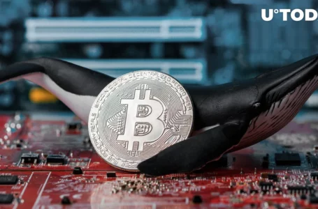 Bitcoin (BTC) Whales Doing Mysterious Moves: Potential Reasons