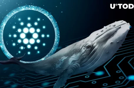 Cardano (ADA) Whales Now Hold Highest Levels of ADA: Pump Incoming?
