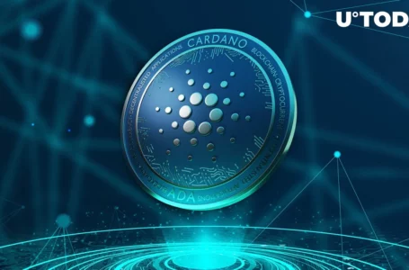Cardano Defies Market Trends with Rising On-Chain Transaction Volume