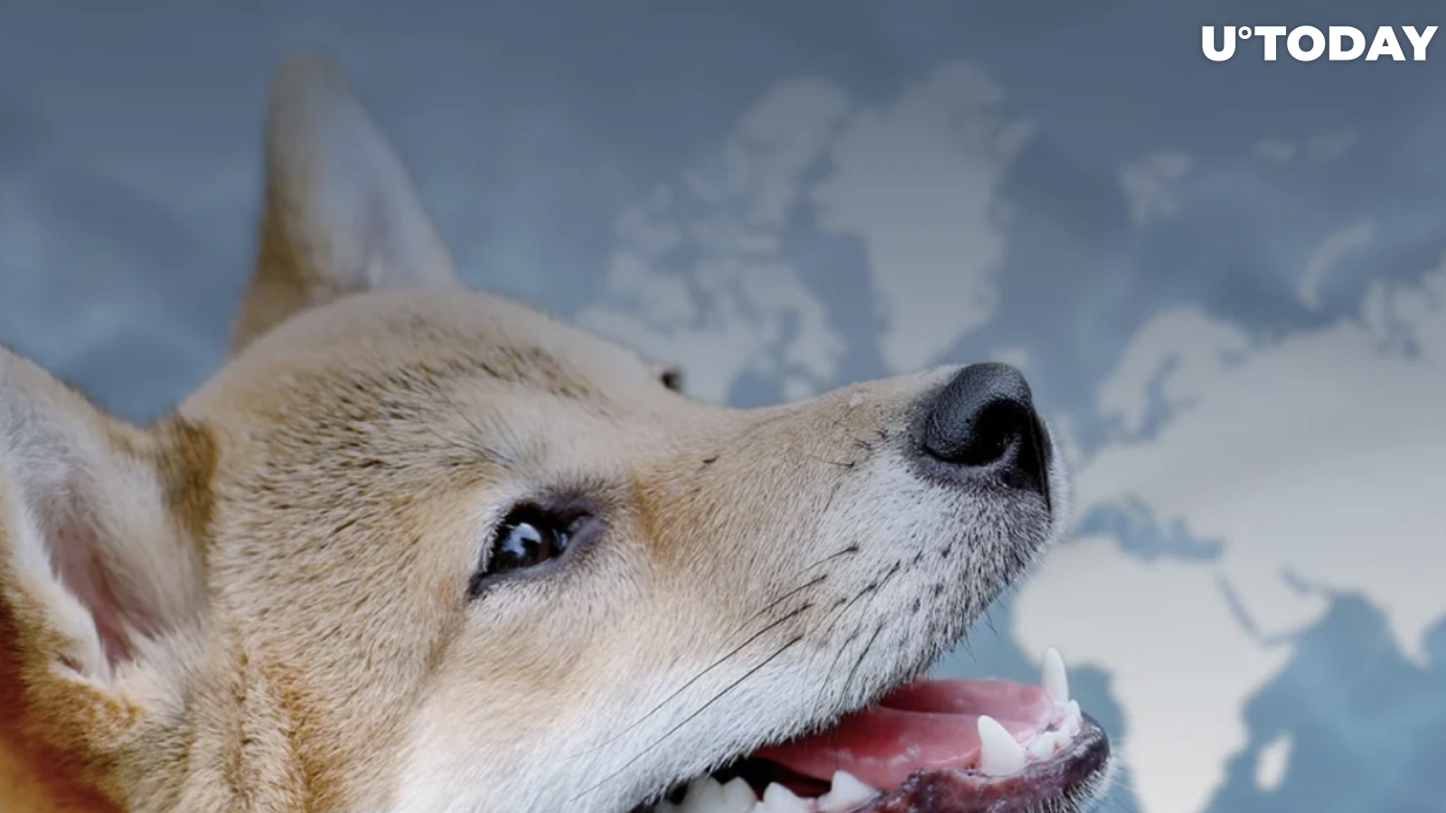 Shiba Inu