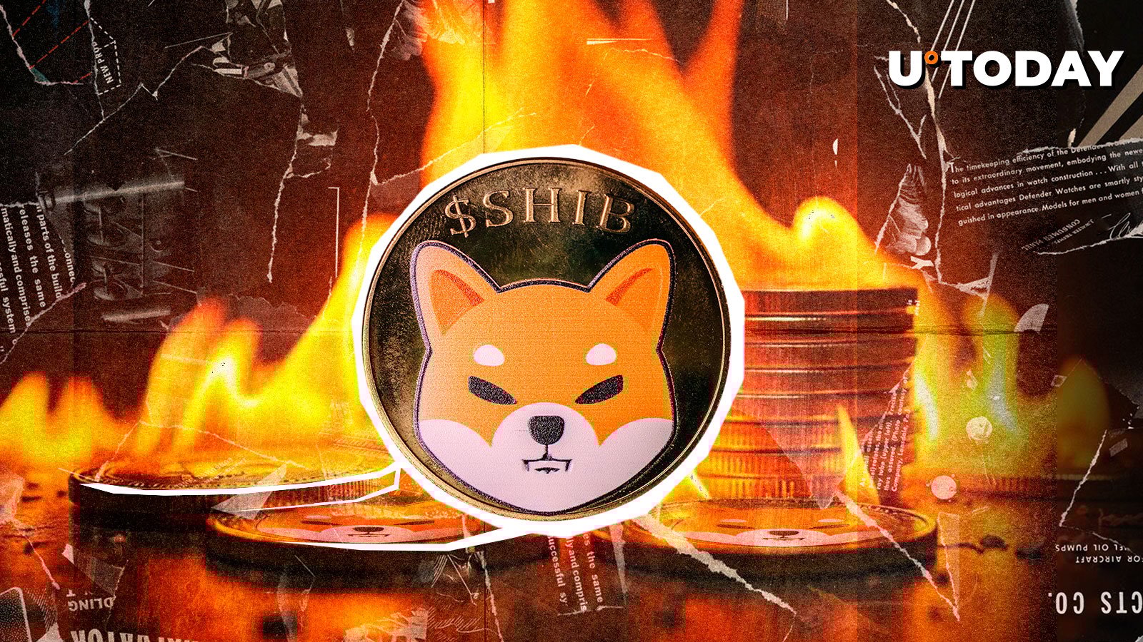 Shiba Inu